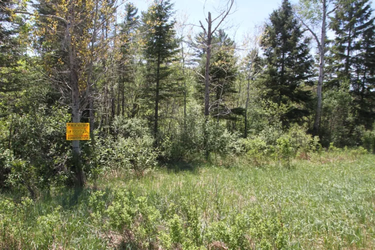 Michigan DNR schedules August land auctions